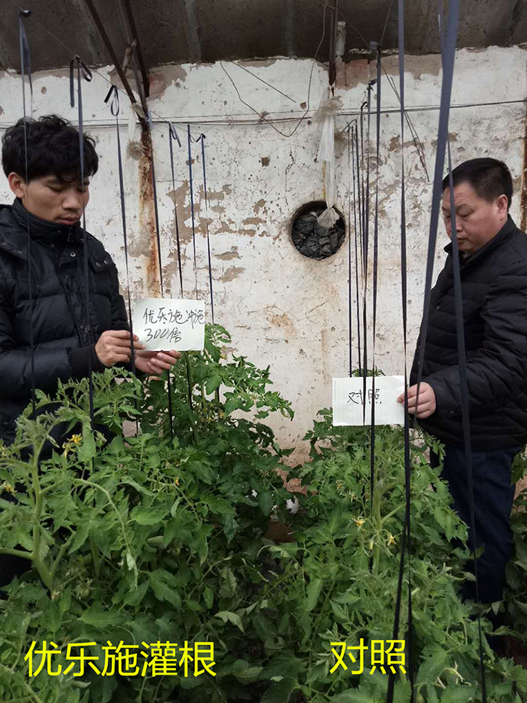 Fertilizer Efficiency Test of Yooxi Spraying Formula on Tomato in Winter Greenhouse (Flowering and Fruiting Period)(ͼ1)