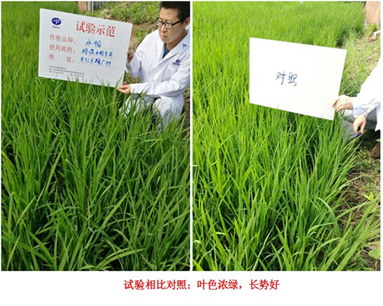 [Experiments and Demonstration] Special Rice Products for Crazy Control(ͼ2)
