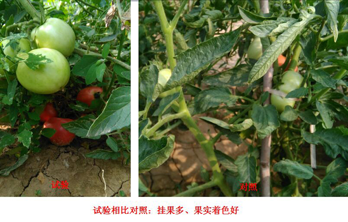 Test Report of Root Force Buchong Fertilization on Tomatoes(图3) Test Report of Root Force Buchong Fertilization on Tomatoes(图3)