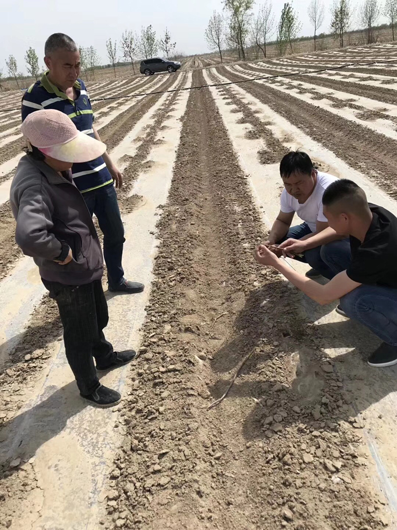 Talking about the Performance of Crazy Control in Cotton and the Key Points of Cotton Chemical Control Technology(ͼ3)