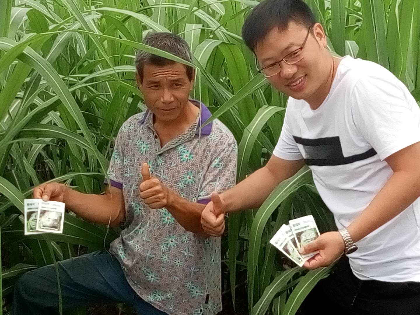 Wengyuan County Ditiantai Agricultural Products Co.,Ltd £¢Nongda 20% Gibberellic Acid Soluble Powder £¢Listing Conference(ͼ3) Wengyuan County Ditiantai Agricultural Products Co.,Ltd £¢Nongda 20% Gibberellic Acid Soluble Powder £¢Listing Conference(ͼ3)