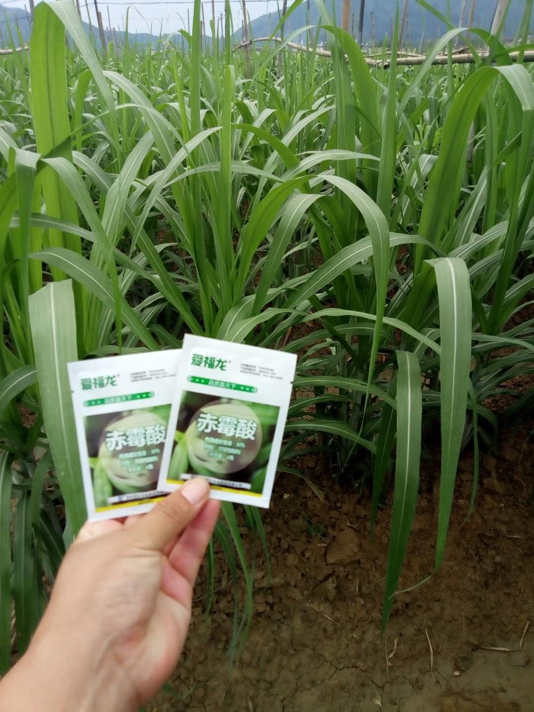 Wengyuan County Ditiantai Agricultural Products Co.,Ltd £¢Nongda 20% Gibberellic Acid Soluble Powder £¢Listing Conference(ͼ4) Wengyuan County Ditiantai Agricultural Products Co.,Ltd £¢Nongda 20% Gibberellic Acid Soluble Powder £¢Listing Conference(ͼ4)